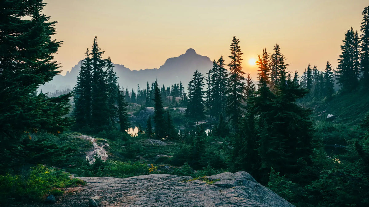 Wald mit Sonnenuntergang